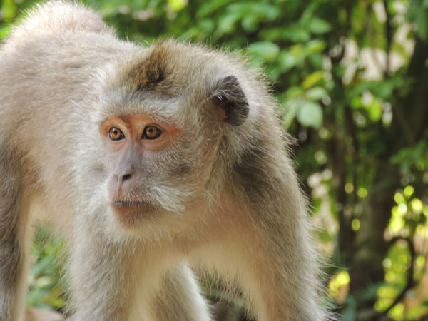 Monyet Ekor Panjang , Macaca