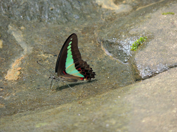 Common Bluebottle (Graphium sarpedon connectens)