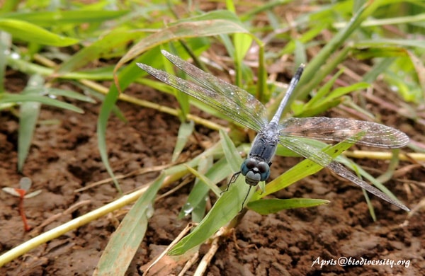 Capungtengger Biru