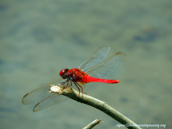 Capungsambar garishitam √¢‚Ç¨‚Äú Crocothemis servillia (Drury, 1770)
