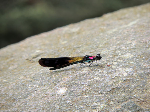 Capungbatu merahjambu √¢‚Ç¨‚Äú Rhinocypha fenestrata (Burmeister, 1839)