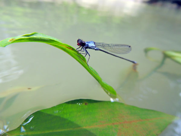 Capungjarum metalik (Psedagrion pruinosum, Burmeister, 1839)