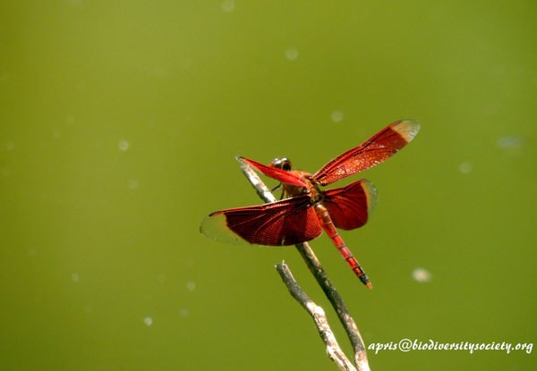 Neurothemis ramburii