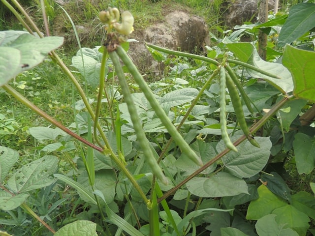 Kacang Ijo