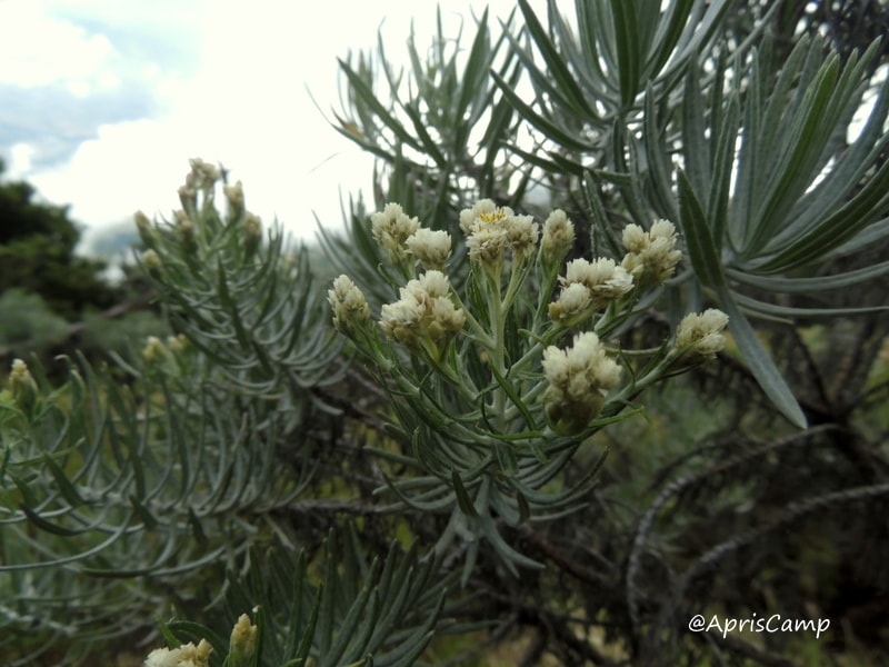 Bunga Edelweiss