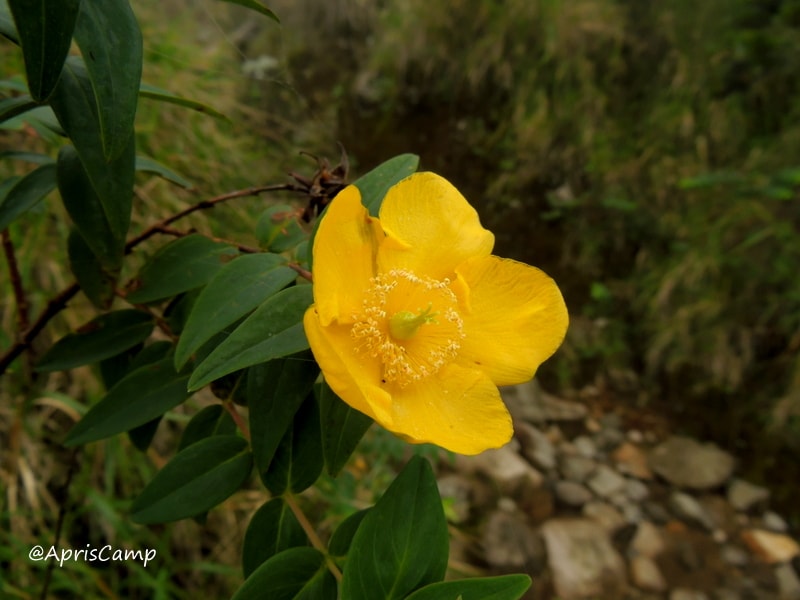 Hypericum