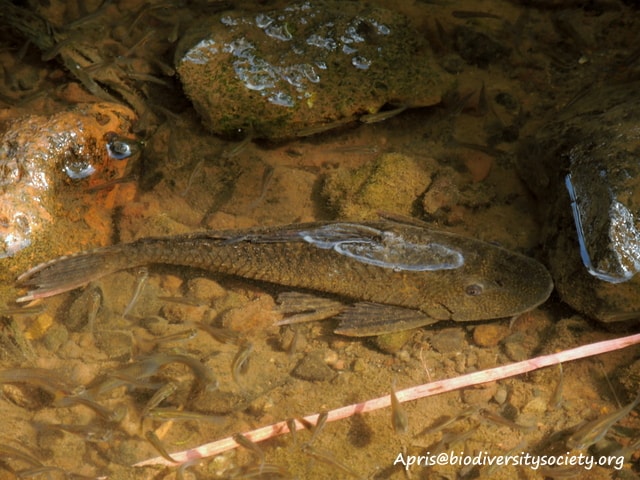 Ikan Sapu-sapu