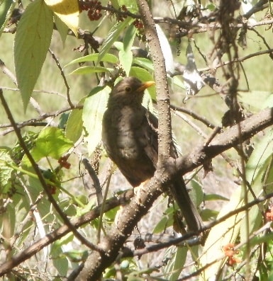 Jalak Lawu