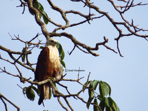 Haliastur indus / Elang Bondol / Brahminy Kite