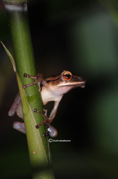 Polypedates leucomystax / Katak Pohon Bergaris
