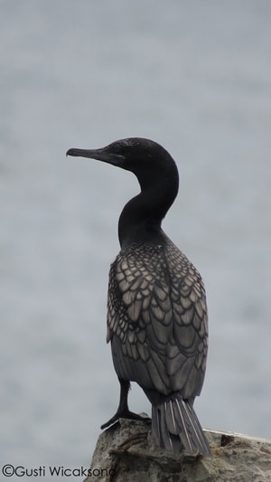 Phalacrocorax sulcirostris/ Pecuk-padi hitam