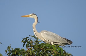 Ardea cinerea / Cangak Abu