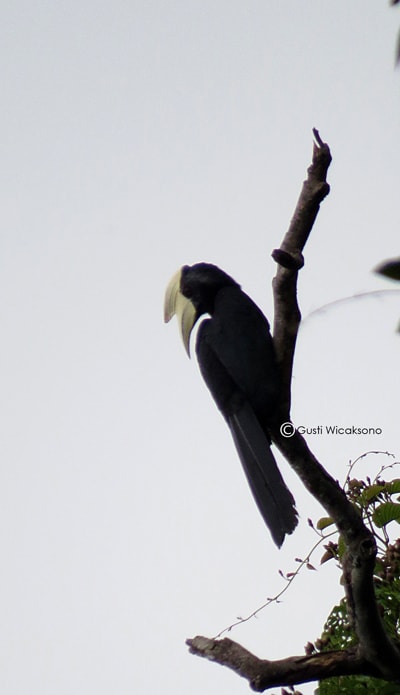 Kangkareng Hitam