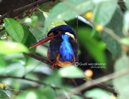Alcedo meninting / Raja-udang Meninting