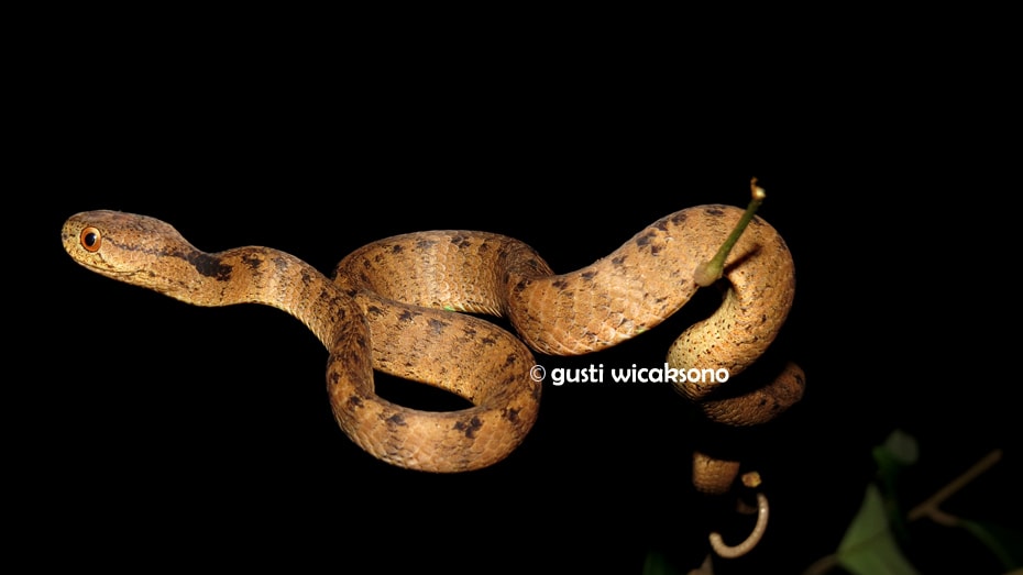 Ular siput