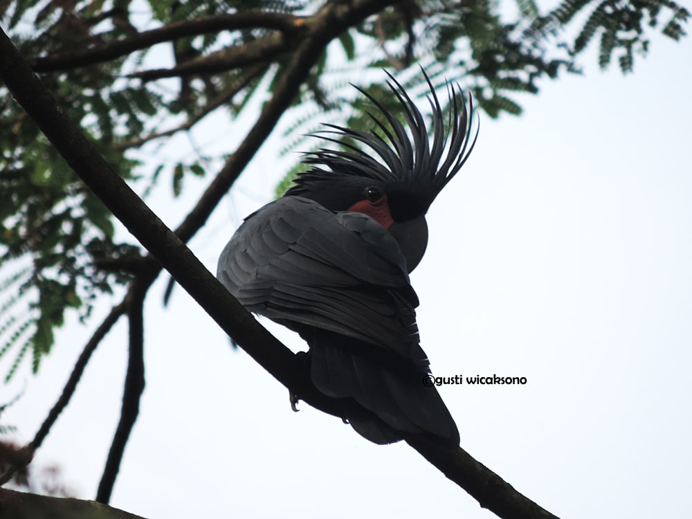Probosciger aterrimus / Kakatua Raja