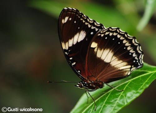Kupu-Kupu Eggfly