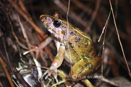 Katak Tegalan