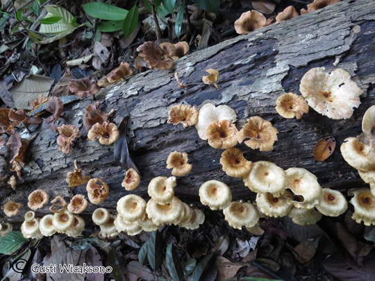 Lentinus sp