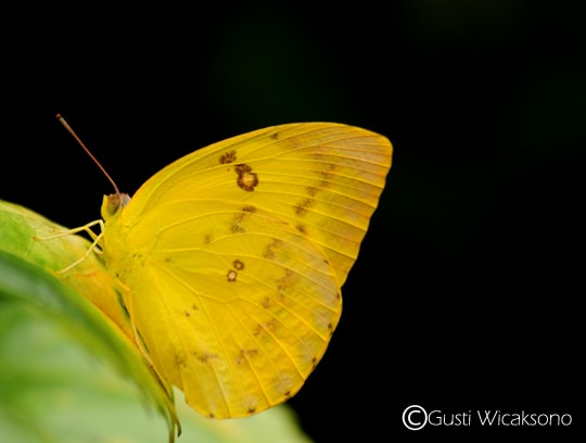 Common Grass Yellow
