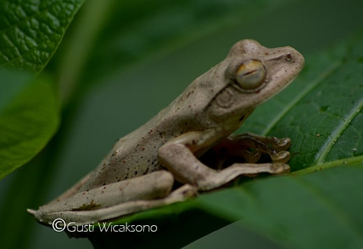 Katak pohon Jawa