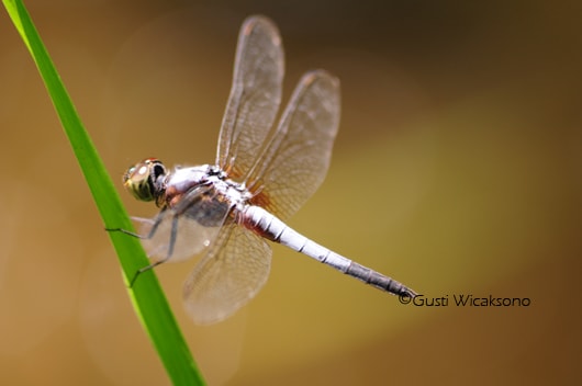 Brachydiplax chalybea