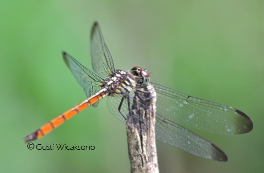 Lathrecista asiatica
