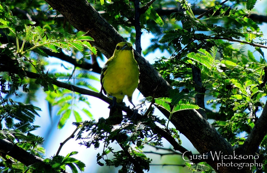 Aegithina tiphia / Cipoh kacat