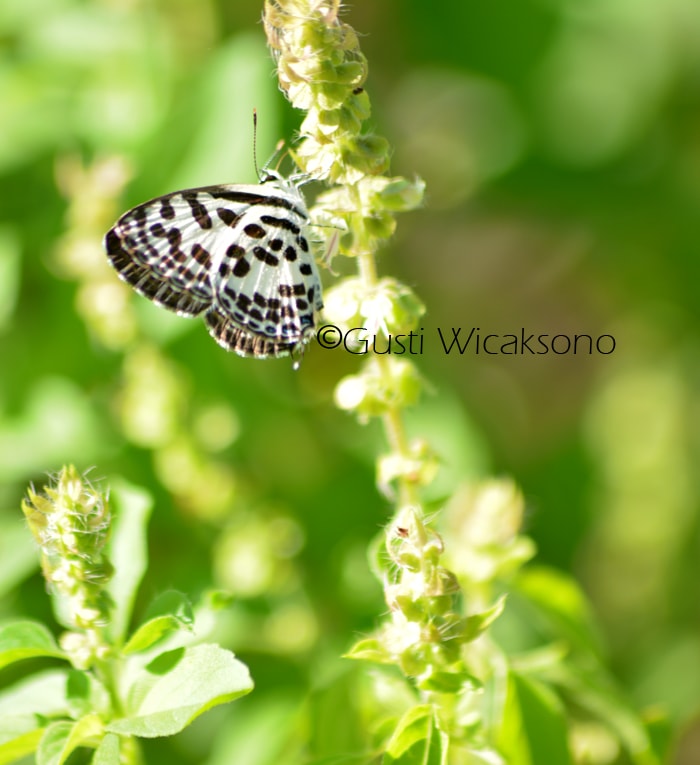Ideopsis gaura eudora