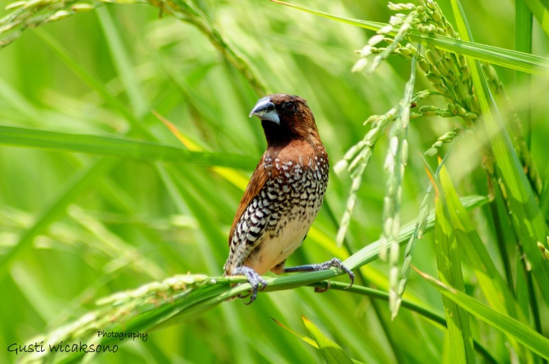 Lonchura punctulata / Bondol peking