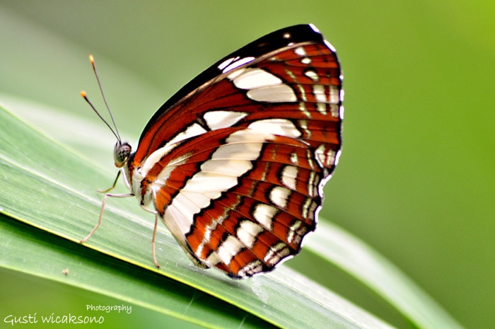 Neptis hylas (Linnaeus 1758)