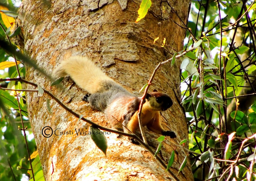 Jelarang (Ratufa bicolor)