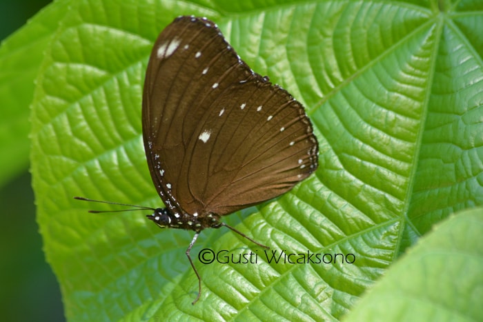 Euploea midamus