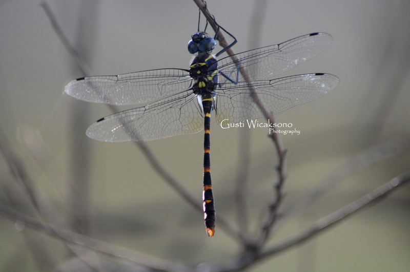 Epophthalmia vittata sundana