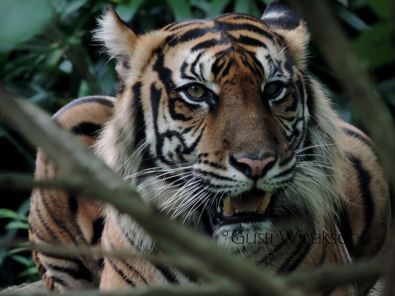 Harimau sumatera (Panthera tigris sumatrae)