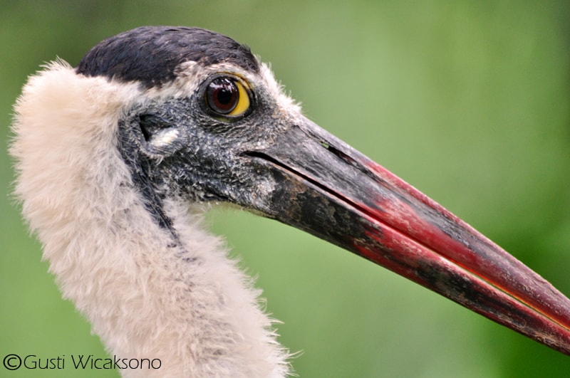 Sandang Lawe (Ciconia episcopus)