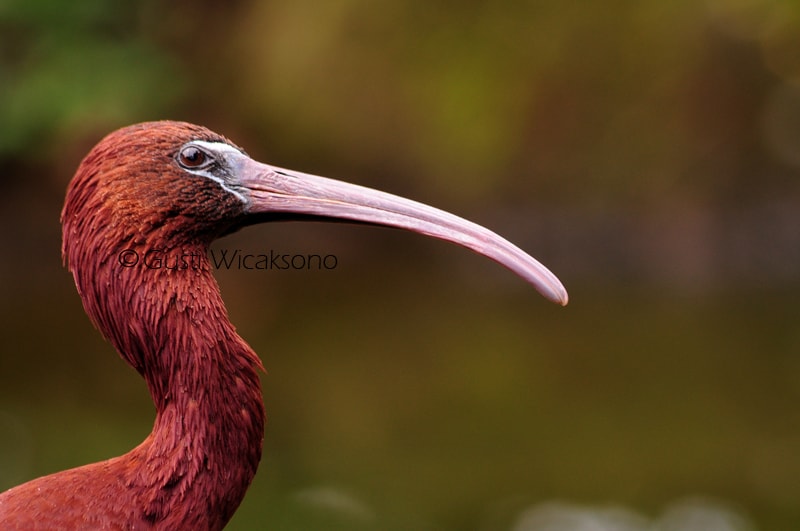 Plegadis falcinellus / Ibis Rokoroko
