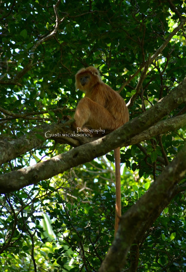 Lutung jawa