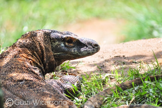 Komodo