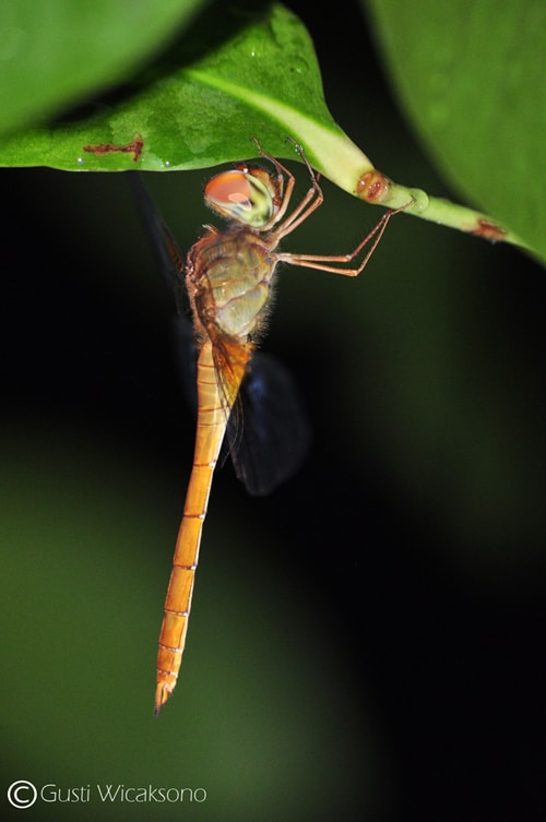 Pantala flavescens