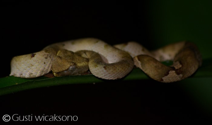 Ashy pit viper