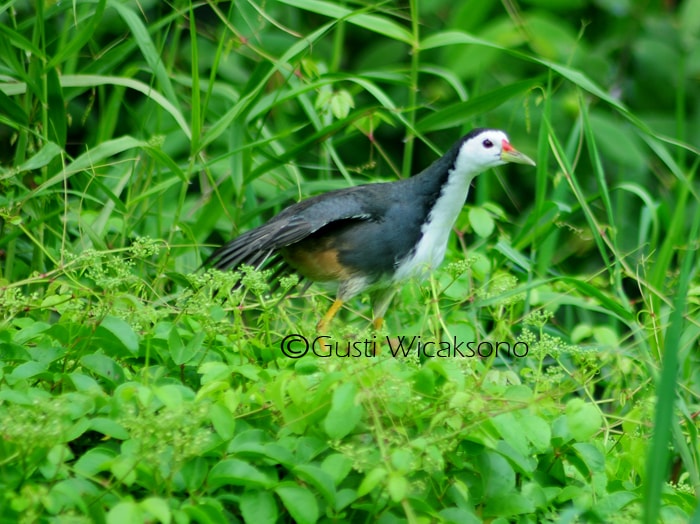 KAREO PADI JUARA ASIAN WATERBIRD CENCUS 2013