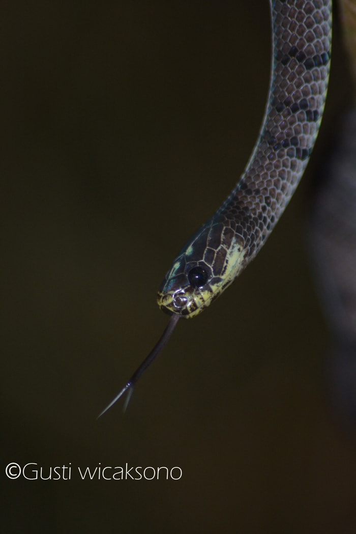 Smooth Slug Snake