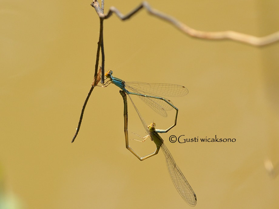 Pseudagrion rubriceps