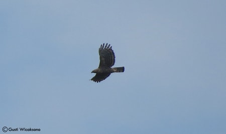 Elang Jawa (Nisaetus bartelsi)