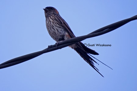 Layang-layang Loreng (Hirundo striolata)