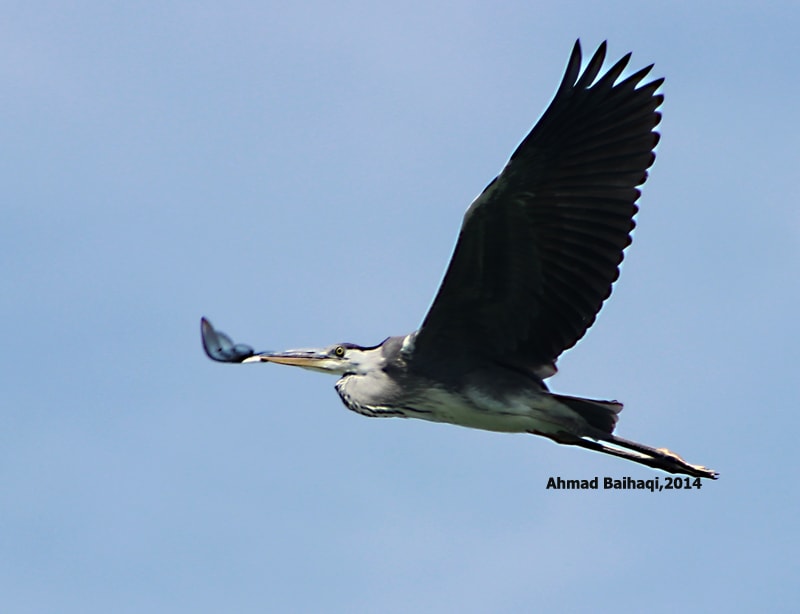 Ardea cinerea/Grey Heron/Cangak Abu