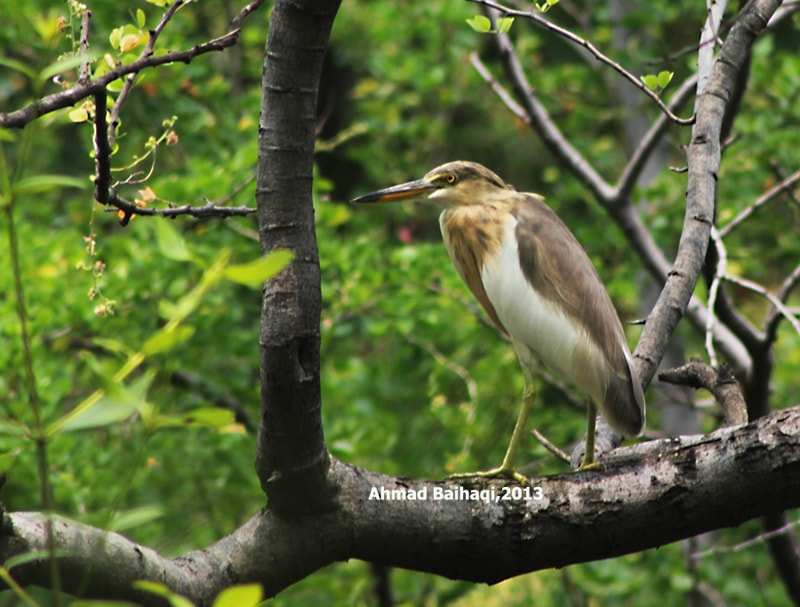 Ardeola speciosa/Javan Pond Heron/Blekok Sawah