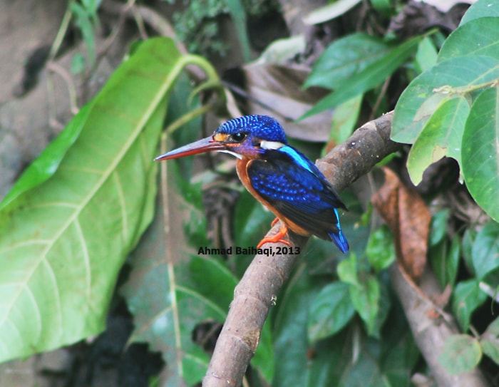 Alcedo meninting/Blue-eared Kingfisher/Raja Udang Meninting