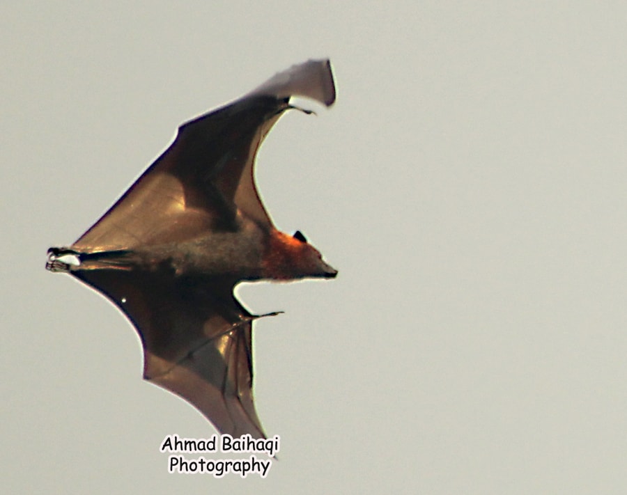 Pteropus vampyrus/Kalong kapauk